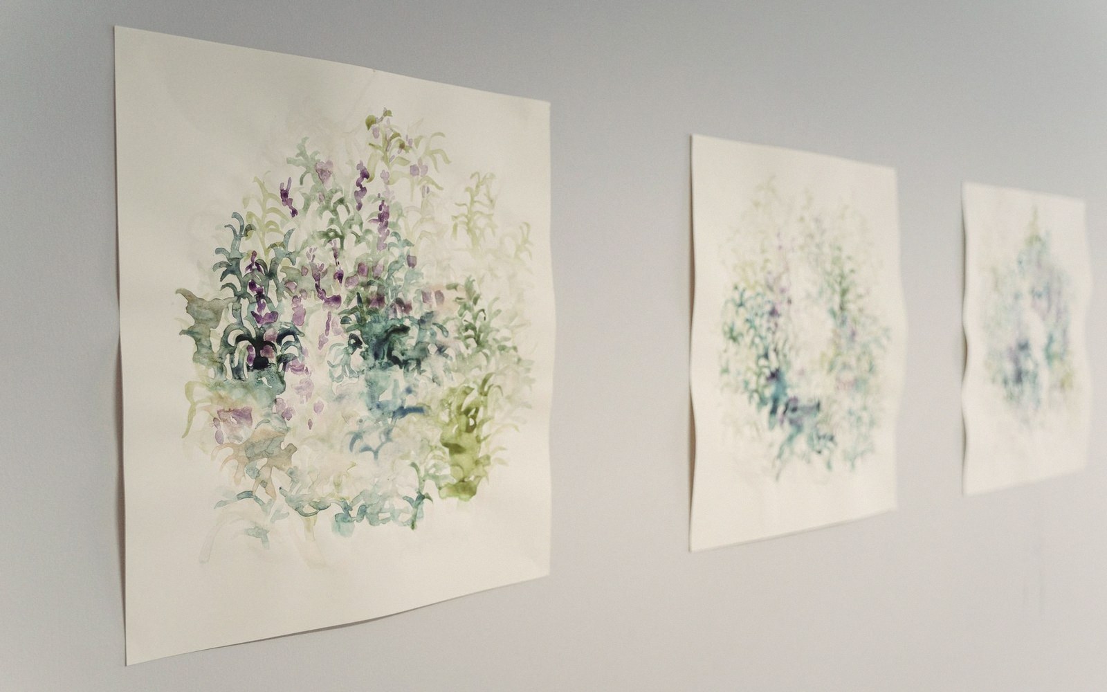 Three watercolor paintings of floral clusters hung side by side on a gallery wall